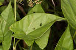 Hedge false bindweed